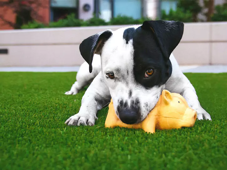 Dog Owners - Lifestyle Lawns