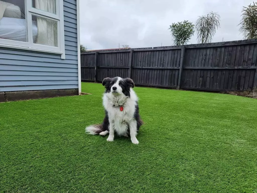 best artificial grass for your dog